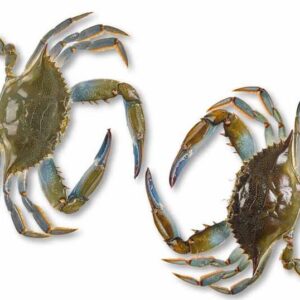 Ghẹ CRABLE BLEU từ Tây Ban Nha tươi ngon